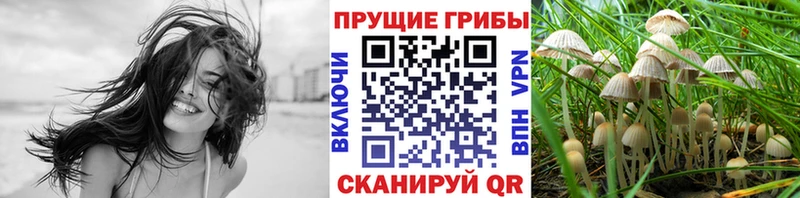 где купить   Норильск  Псилоцибиновые грибы Psilocybe 